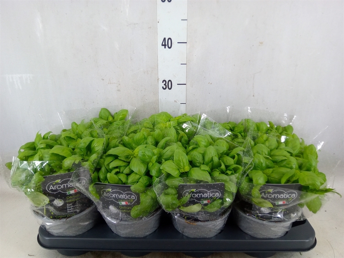 <h4>Ocimum basilicum</h4>
