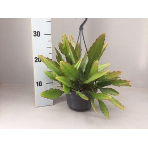 Epiphyllum ackermanii