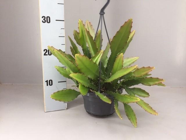 <h4>Epiphyllum ackermanii</h4>