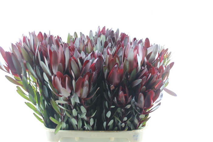 <h4>Leucad Saf Sunset</h4>