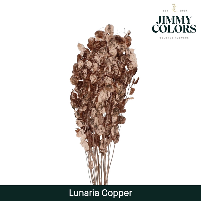 <h4>Lunaria Gebleekt Koper</h4>