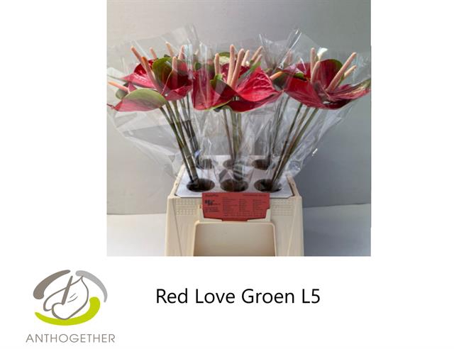 ANTH A RED LOVE 30 water groen