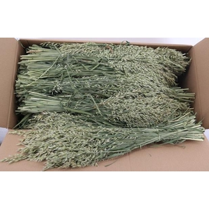 DF Avena (Haver) Bs 250g