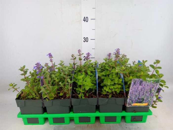 <h4>Nepeta   ...</h4>