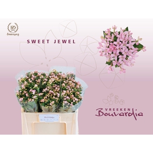 Bouvardia Sweet Jewel