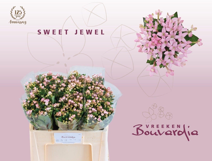 <h4>Bouvardia Sweet Jewel</h4>