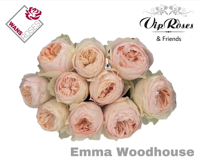 <h4>R GR EMMA WOODHOUSE</h4>