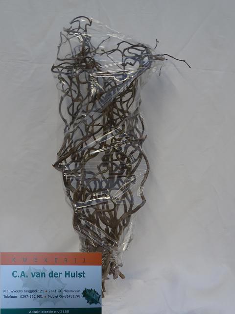 <h4>CORYL AV CONTORTA</h4>