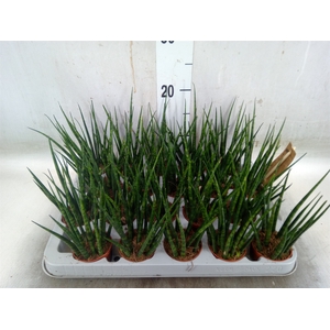 Sansevieria  'Fernwood'