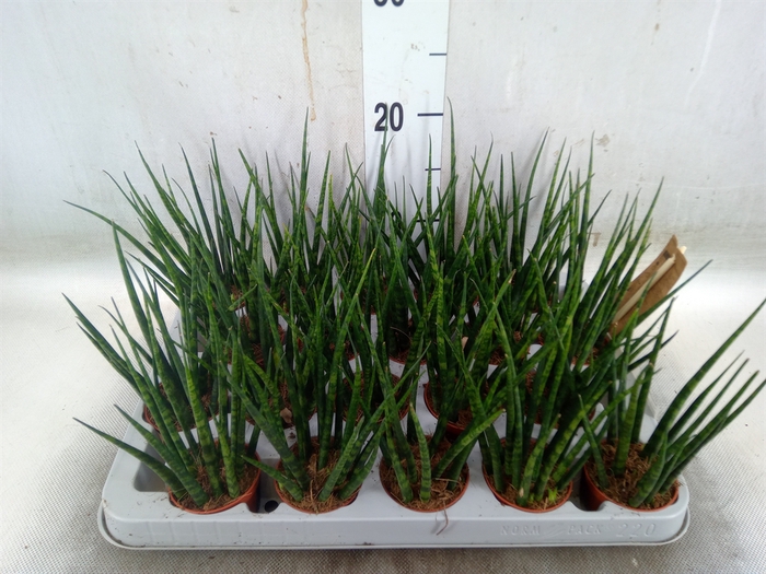 <h4>Sansevieria  'Fernwood'</h4>