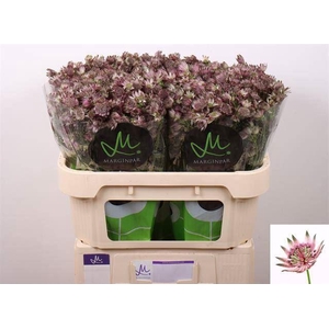 ASTRANTIA STAR OF AFRICA