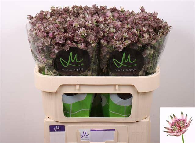 <h4>ASTRANTIA STAR OF AFRICA</h4>