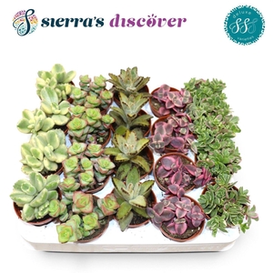 Discover® - Sevilla Succulents Mix (Deluxe)
