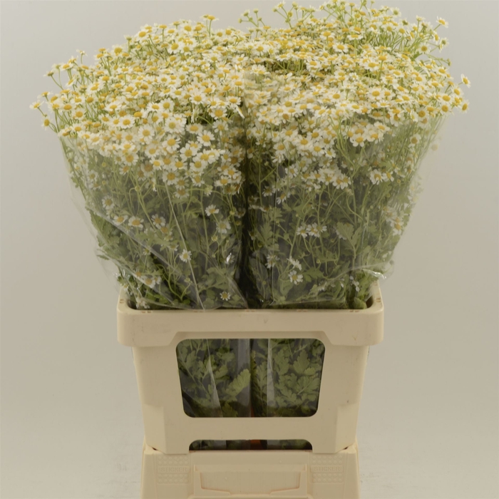 Tanacetum Pure Kamille