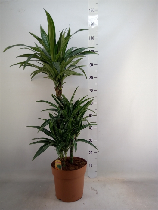 <h4>Dracaena fr de 'Ulises'</h4>