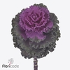 Brassica crane ruffle red