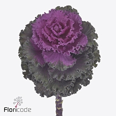 Brassica crane ruffle red