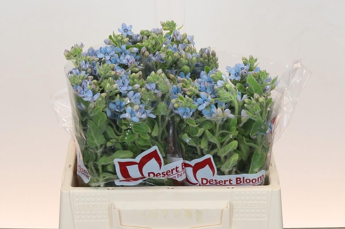 <h4>Oxypetalum Tweedia Blue</h4>