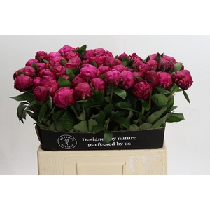 Paeonia Red Sarah