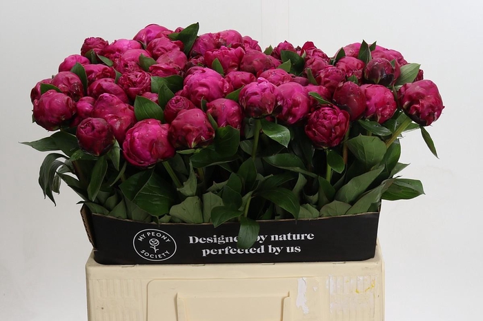 <h4>Paeonia Red Sarah</h4>