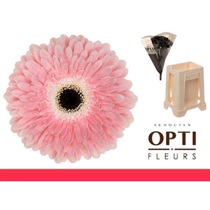 Gerbera Graceland Water / Hoes