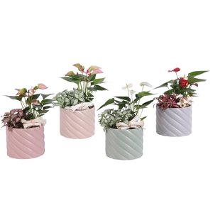 Yearround Arr. Indoor Ceramic Soft Elegance SE661 Ø14cm 2PP