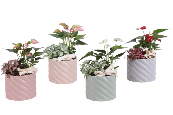 <h4>Yearround Arr. Indoor Ceramic Soft Elegance SE661 Ø14cm 2PP</h4>