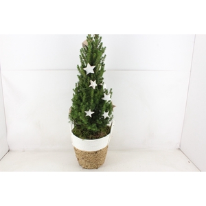 arr5 Kerst MB - Picea XL duo mand wit led