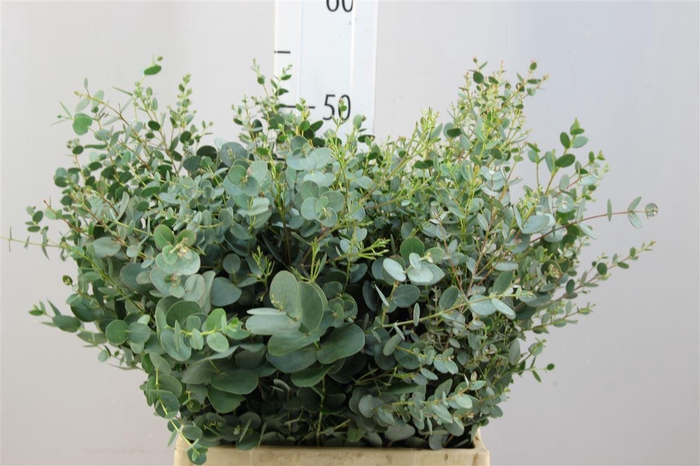 <h4>Euca Gunnii Kort</h4>