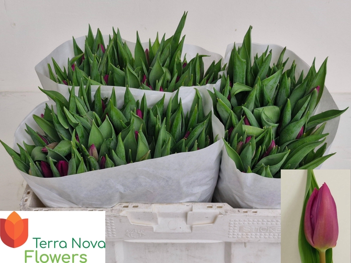 <h4>TU EN PURPLE PRINCE</h4>