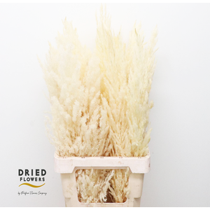 Dried Bleached Cortaderia Silver Star