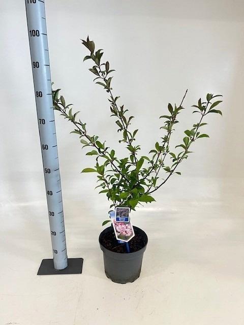 <h4>VIBU FARRERI</h4>