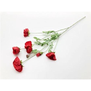 Stem Poppy Flower