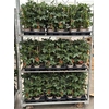 Tomatenplanten
