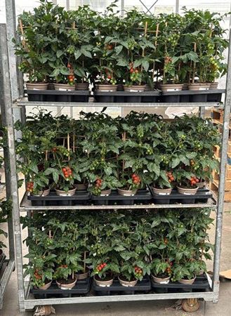 Tomatenplanten