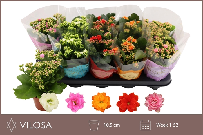 <h4>KALAN CALAN MIX TST</h4>