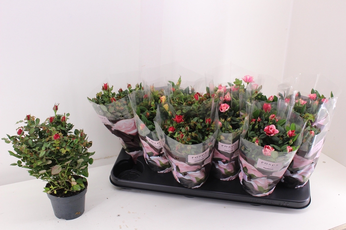 <h4>RO VICTORY GEM</h4>