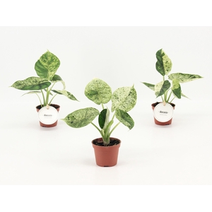 Alocasia Dragon Scale Mint