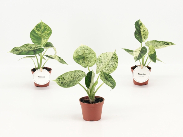 <h4>Alocasia Dragon Scale Mint</h4>