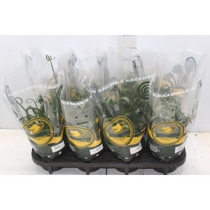 ALBUCA SPIRALIS P14 SEM FLOR