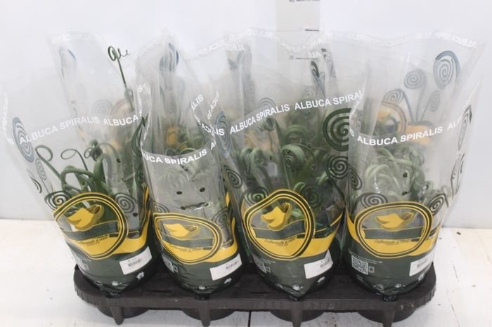 <h4>ALBUCA SPIRALIS P14 SEM FLOR</h4>
