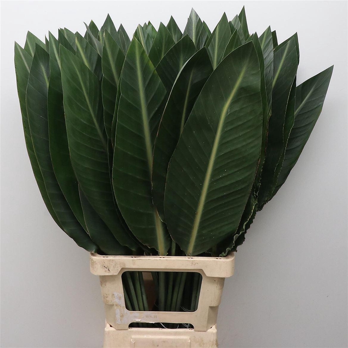 <h4>Strelitzia Blad</h4>
