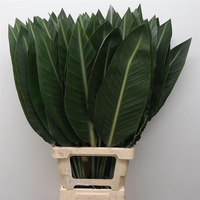 <h4>Strelitzia Blad</h4>