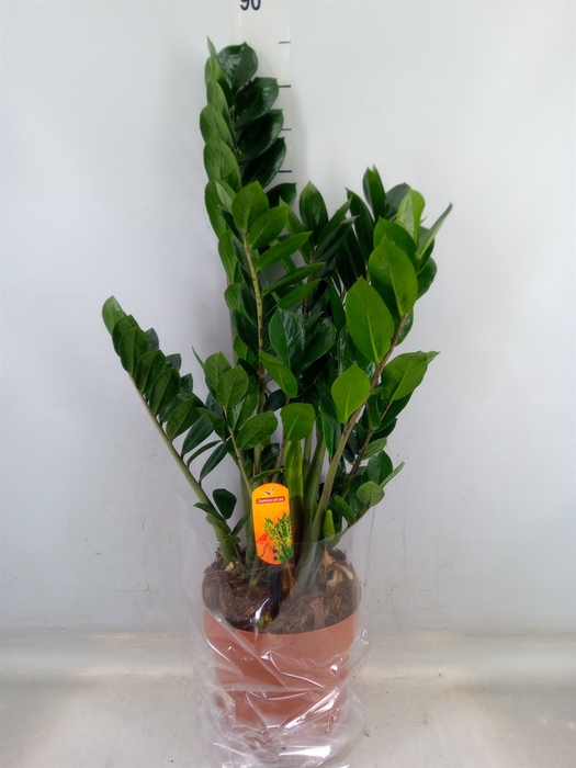 <h4>Zamioculcas zamiifolia</h4>