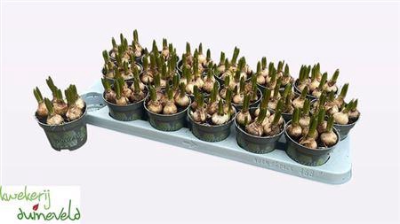 <h4>Muscar White Spear</h4>