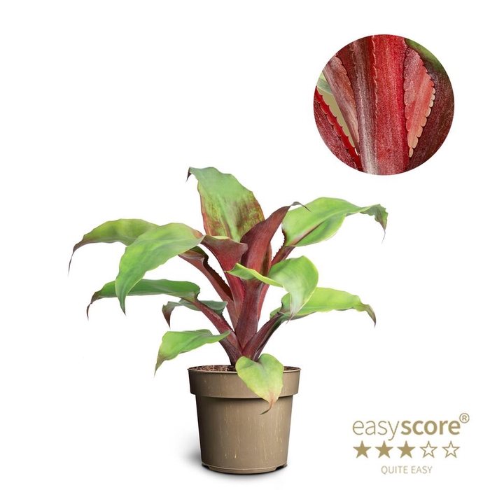 <h4>AECHMEA TAYOENSIS p17</h4>