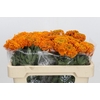 Tagetes Marigold Promise Orange