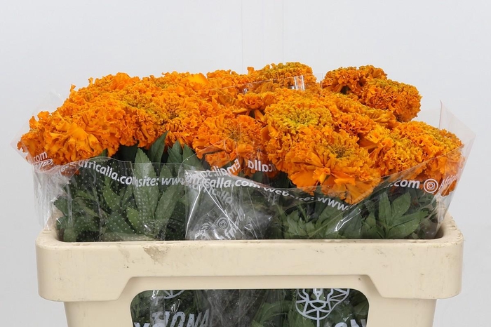 <h4>Tagetes Marigold Promise Orange</h4>
