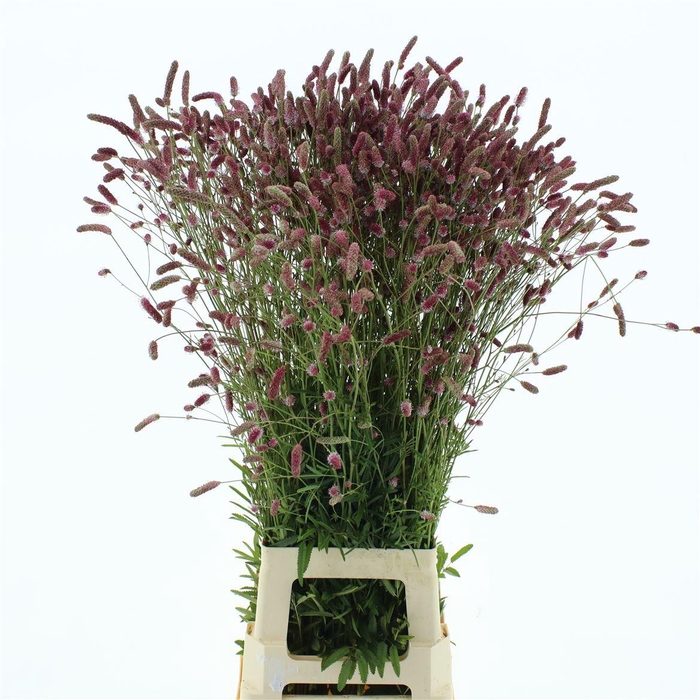 <h4>Sang Of Pink Tanna</h4>