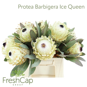 Protea Barbigera Ice Queen